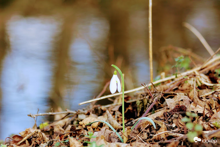 A magányos virágszál 2