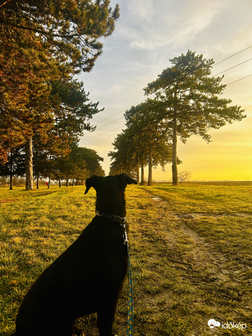 Fekete fenyő fasor, fekete kutyával