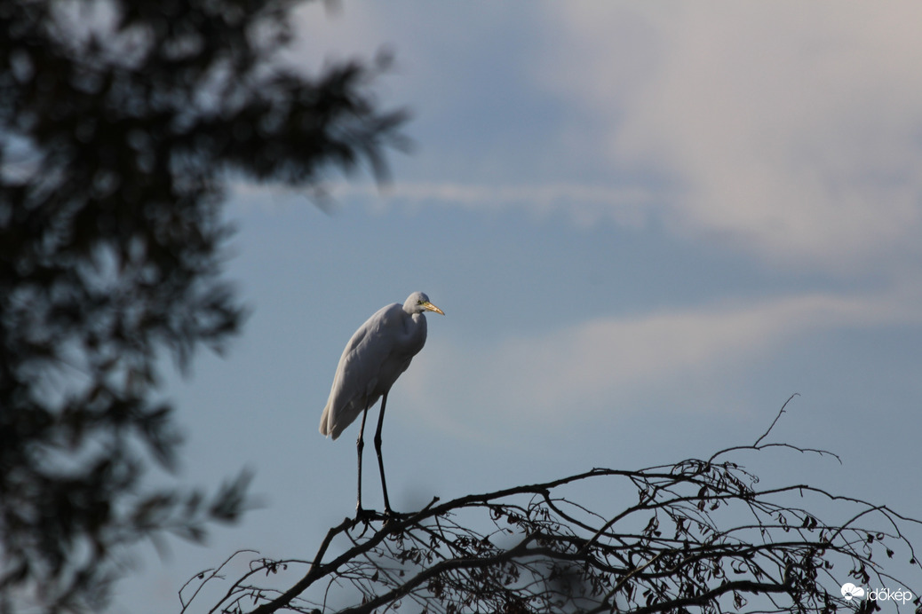 Csak ülök az ágon, egy szép hosszú ágon...
