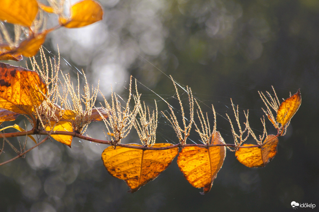 Szívek szállodája
