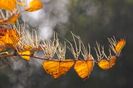 Szívek szállodája