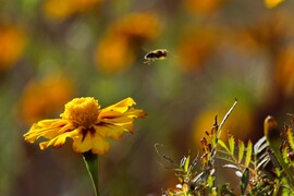 A méhecskék még dolgoznak