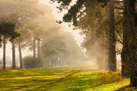 Ködből kibújó Fenyves allé 