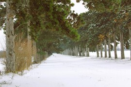 Fenyves allé téli pompában