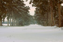 Fenyves allé téli pompában