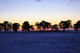 Naplemente, Fenyves allé