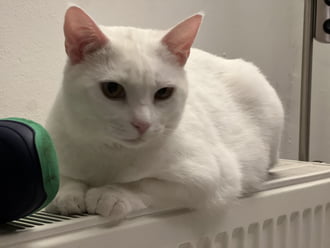 Pille Cica töltődik