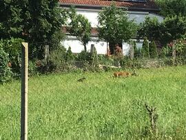 Zalaegerszeg