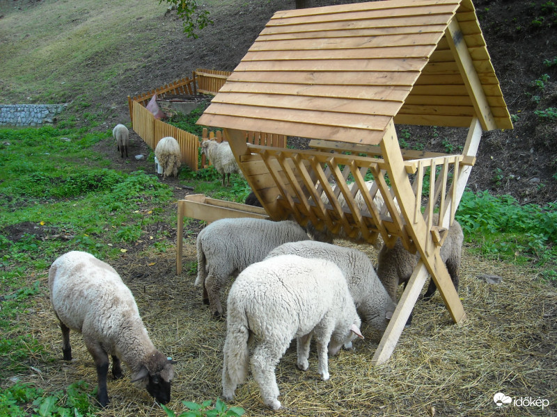 Ómassa, telet várva meleg bundában