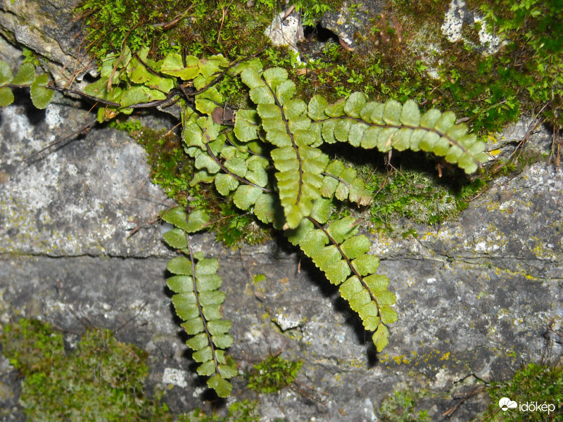 Ablak-kert (Miskolc)