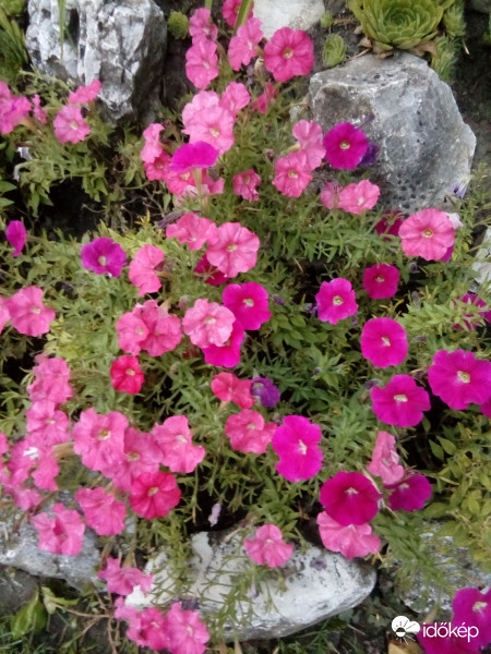 Az utolsó viràgözön...