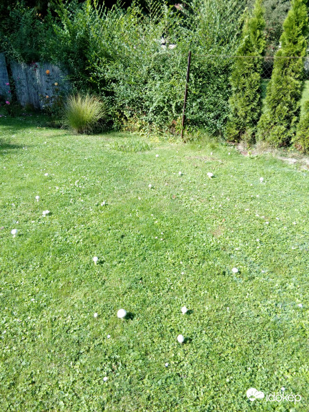 Miskolc,gombaözön a kertünkben