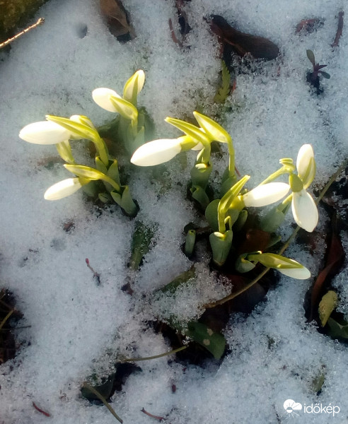 Török hóvirág, kicsit nagyobb a szirma, mint az erdei (kikeleti)-é