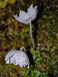 Szellőrózsa őszi virága