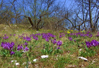 A természet virágoskertje 