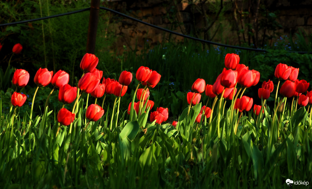 Tulipánok 