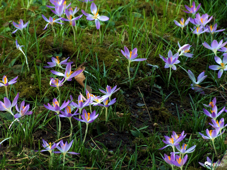 Tavaszi sáfrányok