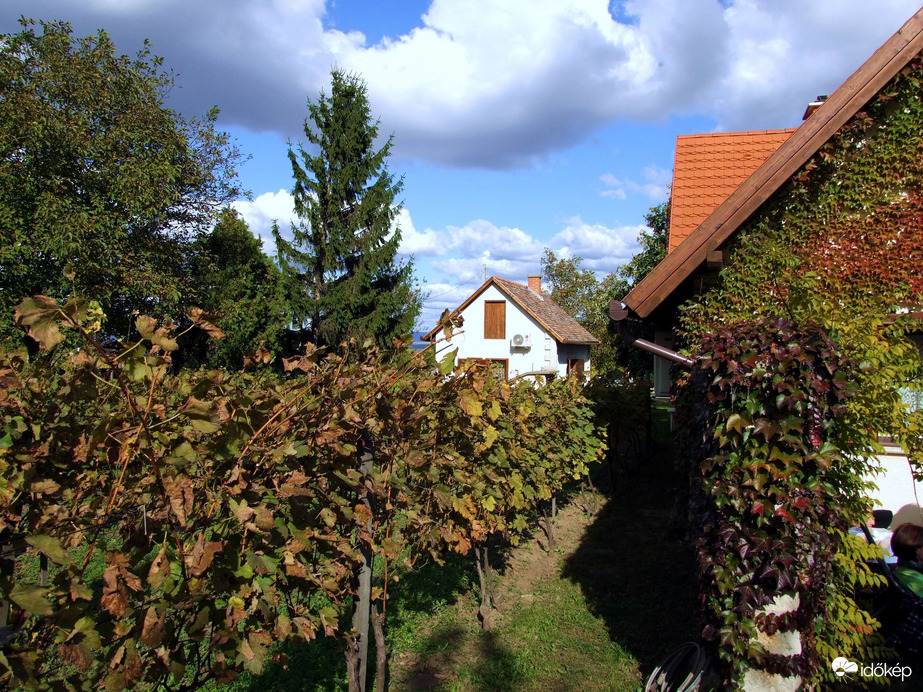 Házak között, a szőlőben