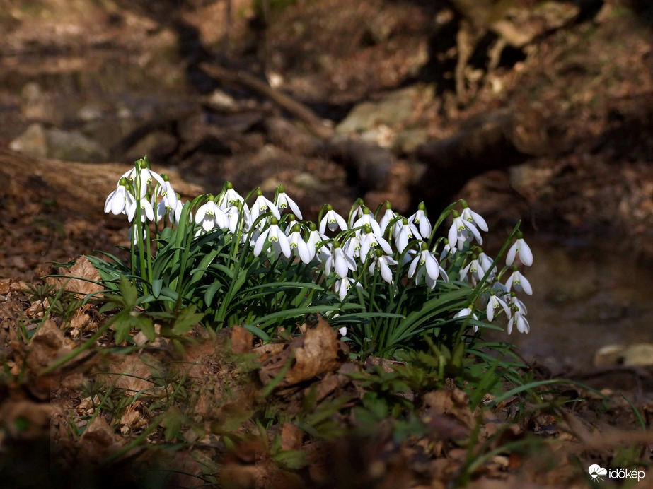 A budai hegyekben nem esett a hó :)