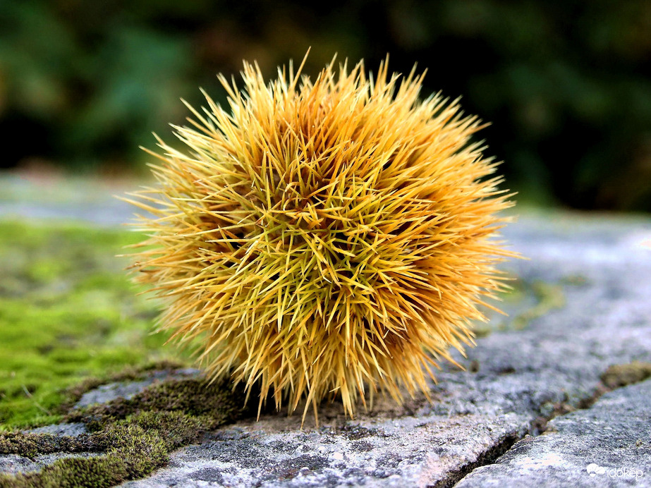 Csak mondom: szelíd vagyok...:)