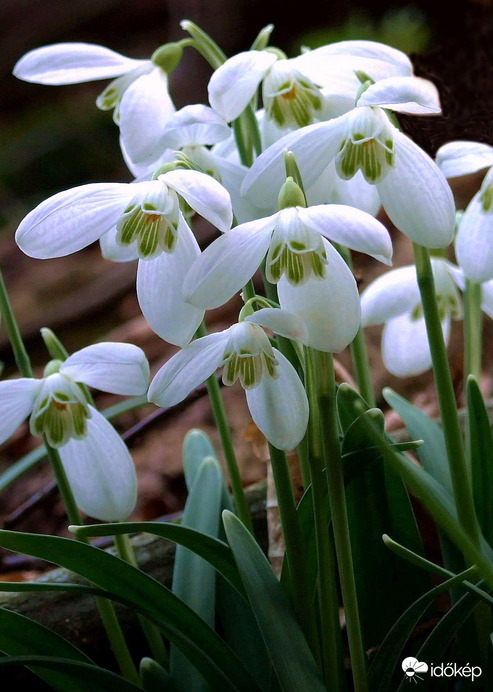 Hófehérkék - színesben 