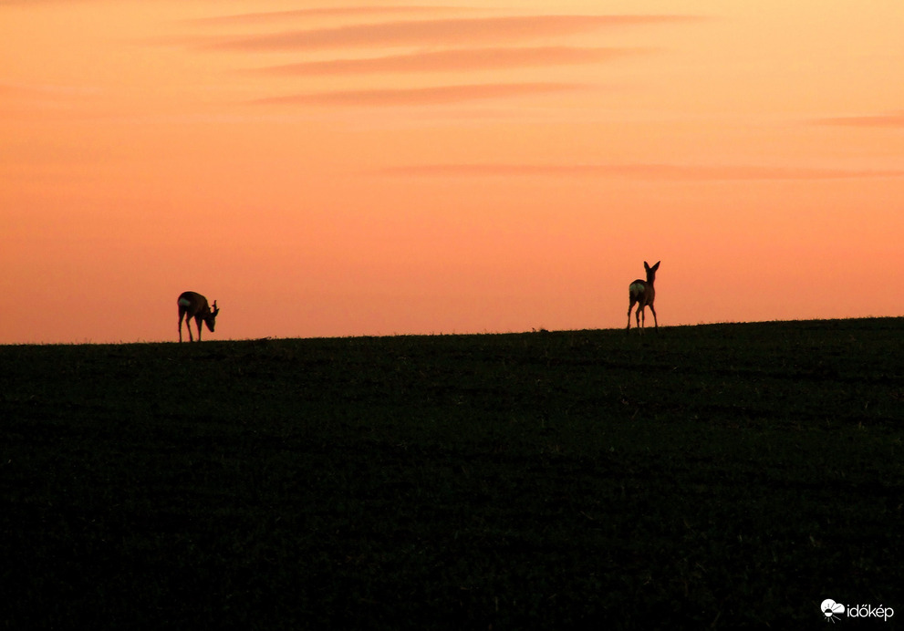 Őzek az alkonyatban