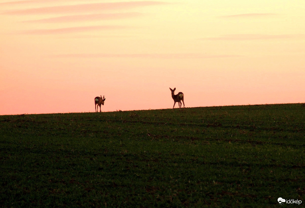 Őzek az alkonyatban