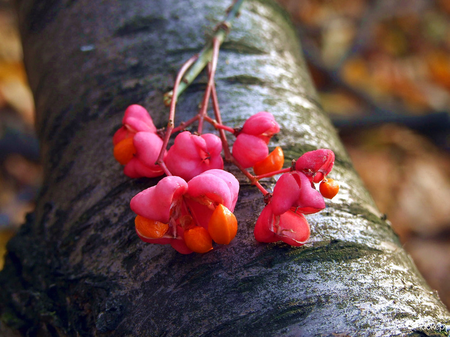 "Kinyílt" a kecskerágó :)