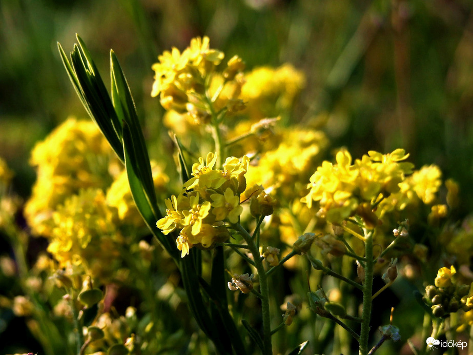 Helló, itt vagyok! :) 