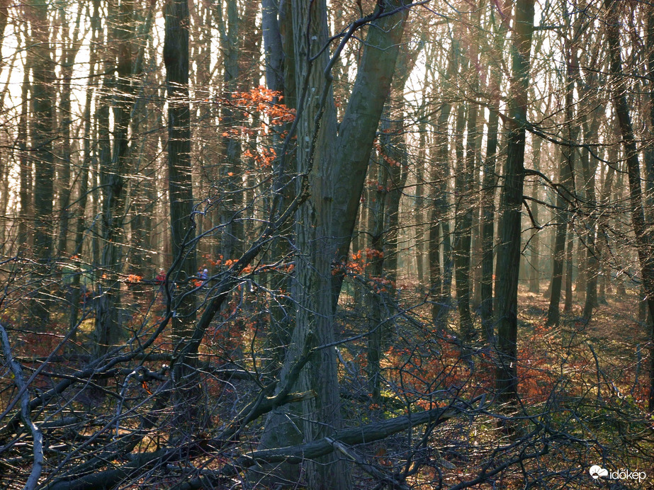 Erdő a ködhatár fölött 