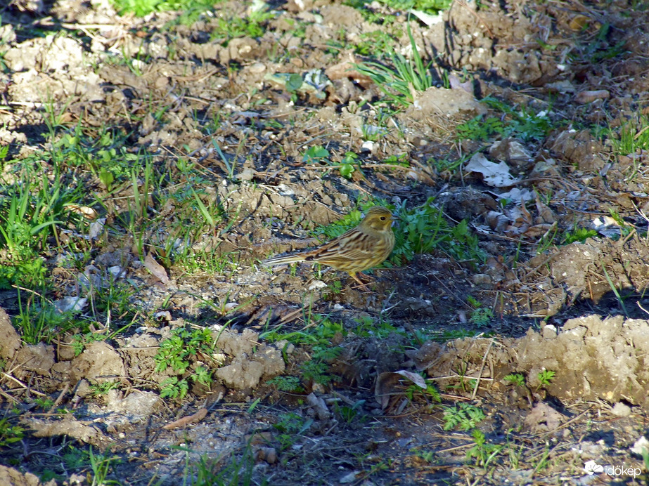 Az erdő szélén találkoztam vele :)