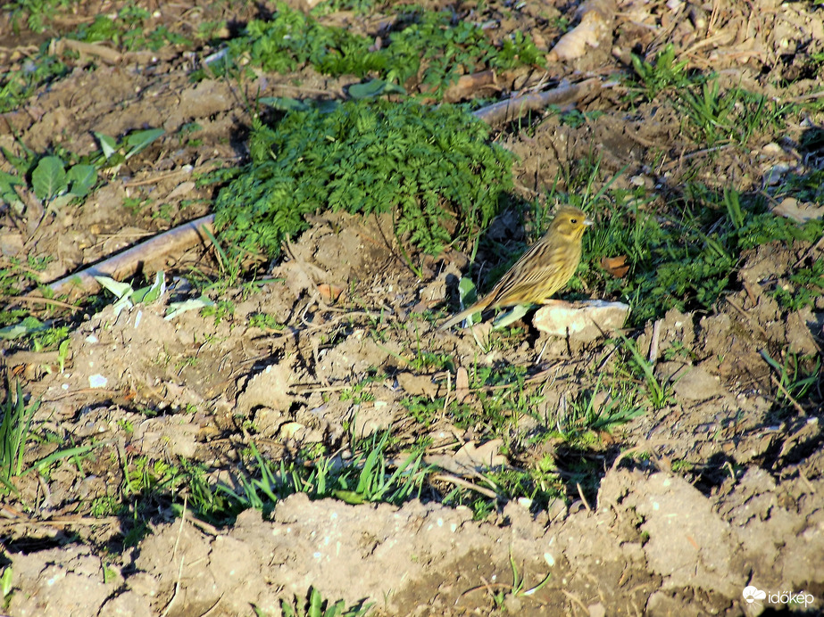 Egy darabig jött mellettem :)
