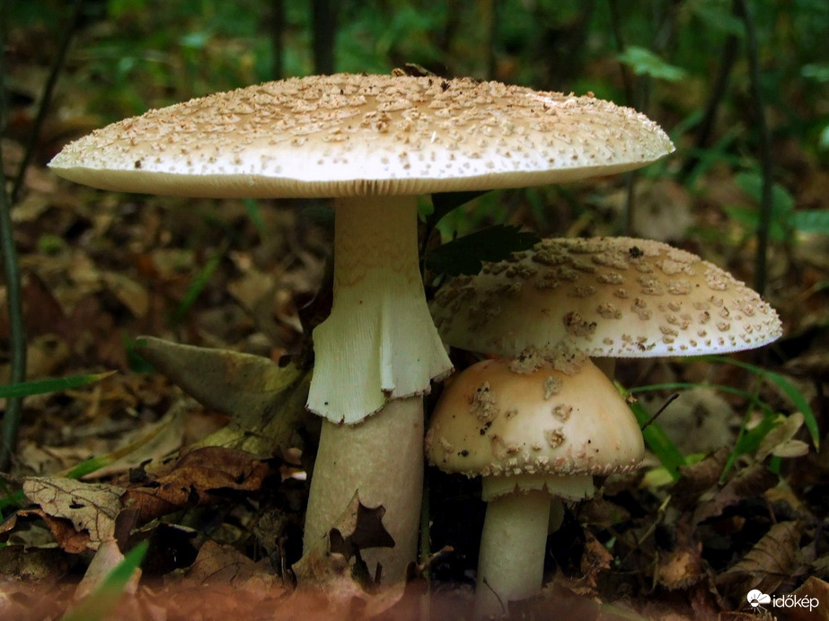 Családtervezés gomba módra :)