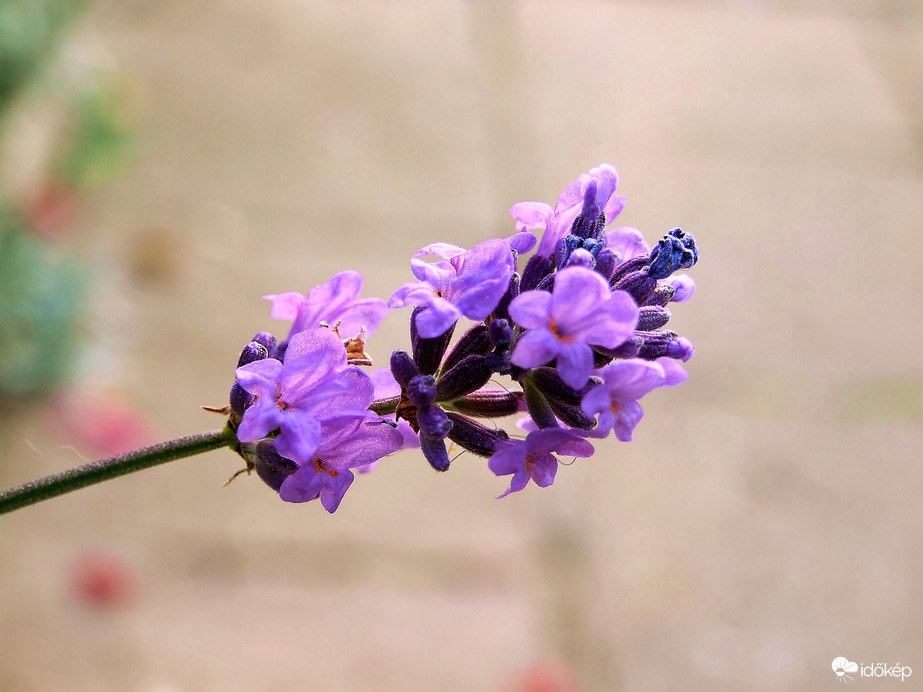 Kihajlott az útra...:)