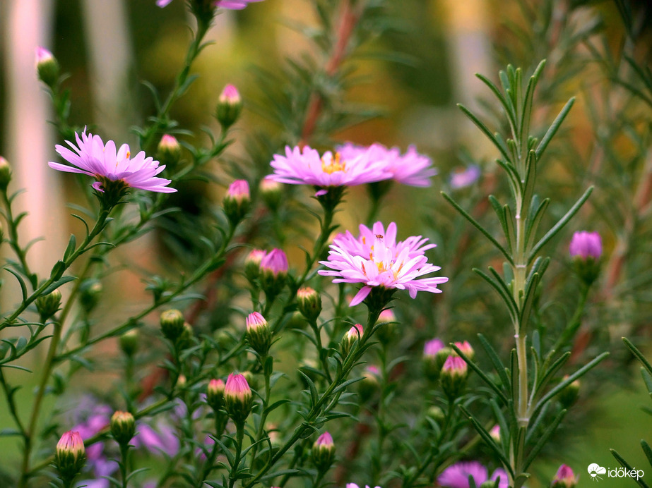 Még nyílnak a völgyben...