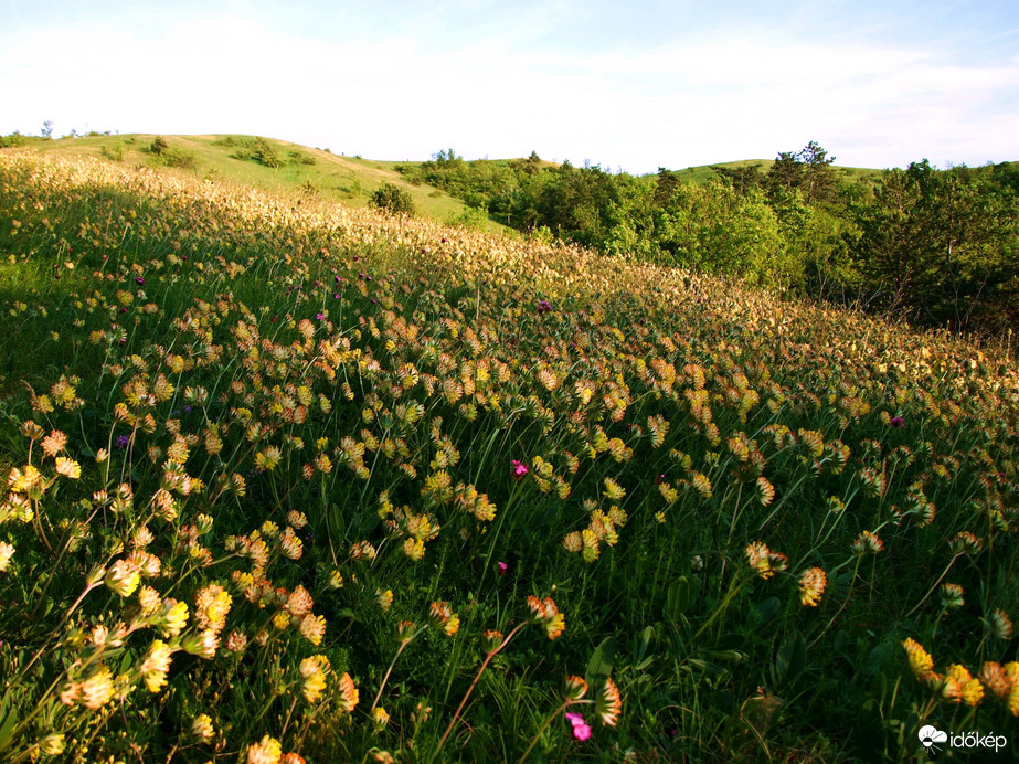 Májusban a Szénásokon
