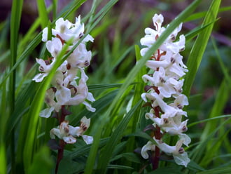 Kócos füvek között 