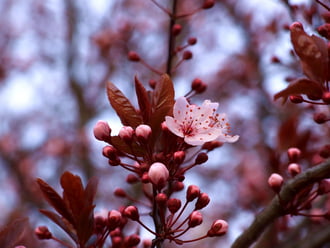 Rózsaszín virágzás 