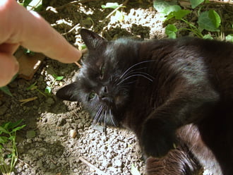 Megvan a bűnös, aki megette a tejfölt! 