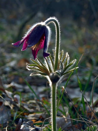 Csak nevében fekete 