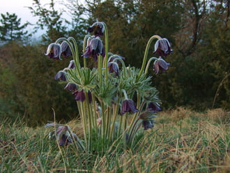 Domboldalban, erőszélen 