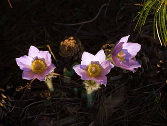 Rád vártunk a fenyők alatt! :)