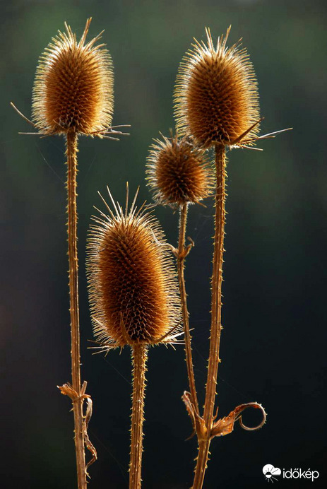 Vigyázállásban :) 