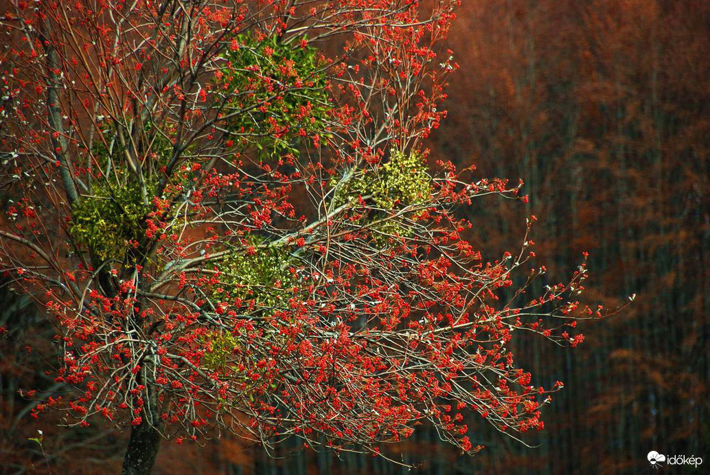 Ősz, nemzeti színekben :)