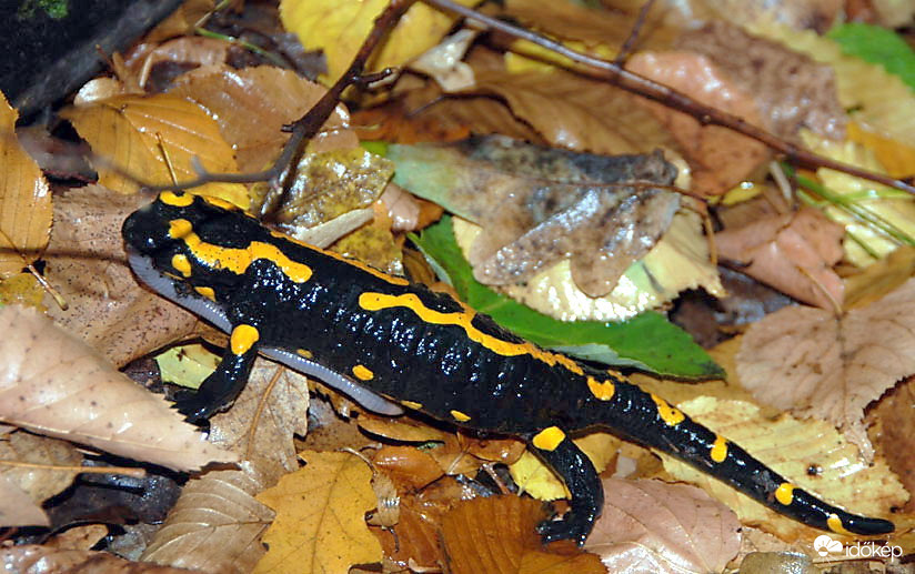 A hét főbűn egyike: a mohóság :))