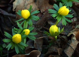 Tavasz kezdetek... :)