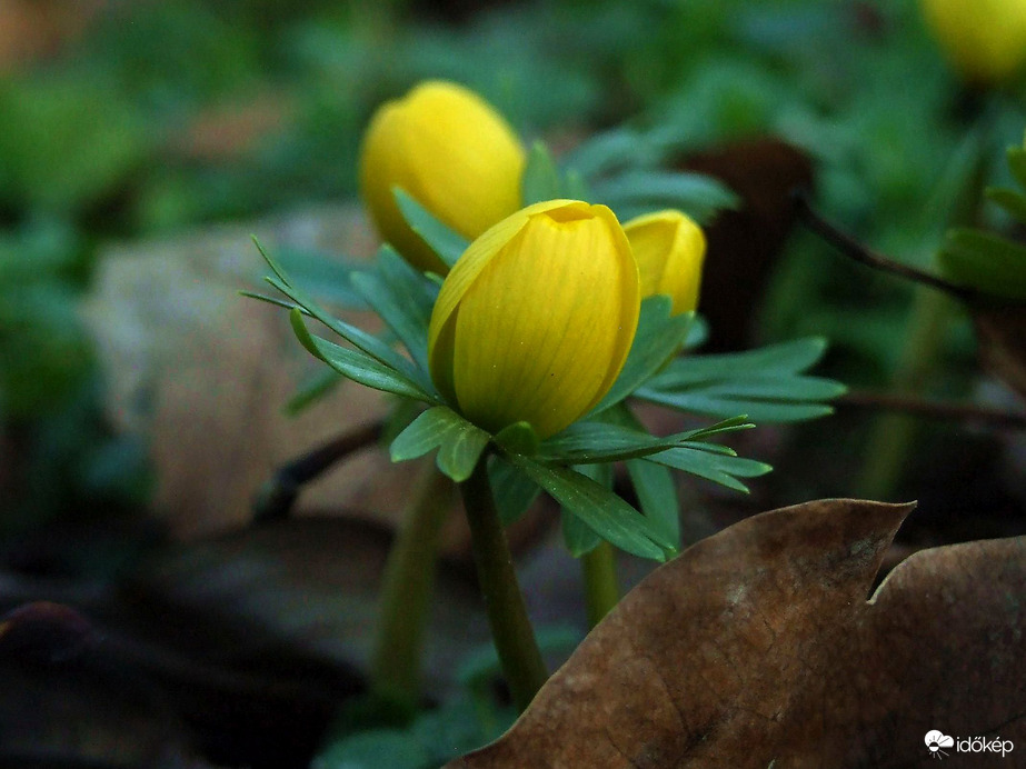 Tavasz-kezdetek... :)