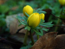 Tavasz-kezdetek... :)