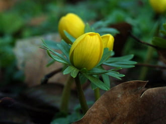 Tavasz-kezdetek... :)