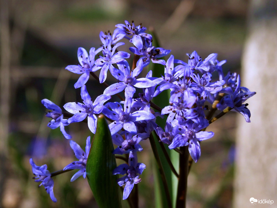 Még egy kis csillagvirág -